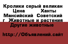 Кролики серый великан › Цена ­ 500 - Ханты-Мансийский, Советский г. Животные и растения » Другие животные   